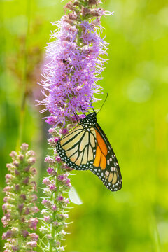 03536-06505 Monarch (Danaus plexippus) on Prairie Blazing Star (Liatris pycnostachya) Clinton Co. IL
