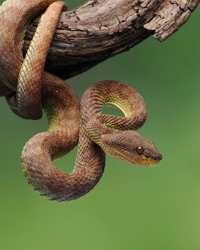 Arboreal Viper Close Up Wildlife Photography