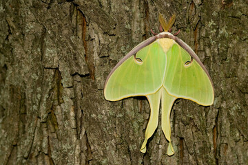 04000-002.08 Luna Moth (Actias luna) Marion Co. IL © Daybreak Imagery