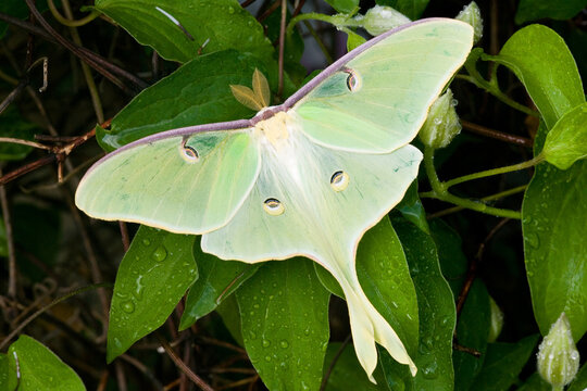 04000-002.18 Luna Moth (Actias luna) on Carnaby Clematis (Clematis sp) Marion Co. IL