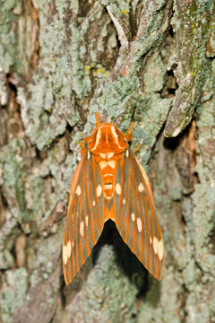 04001-00206 Regal Moth (Citheronia regalis) Marion Co.  IL