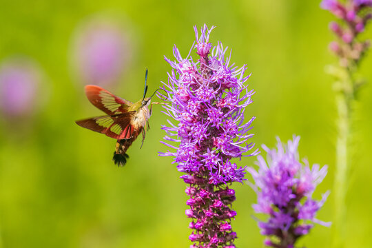 04014-00312 Hummingbird Clearwing (Hemaris thysbe) moth at Prairie Blazing Star (Liatris pycnostachya) Effingham Co. IL