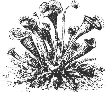 venus flytrap plant illustration carnivorous insect eating botanical drawing