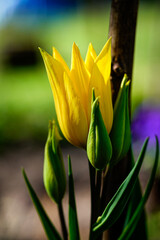 yellow tulip flower © Karol