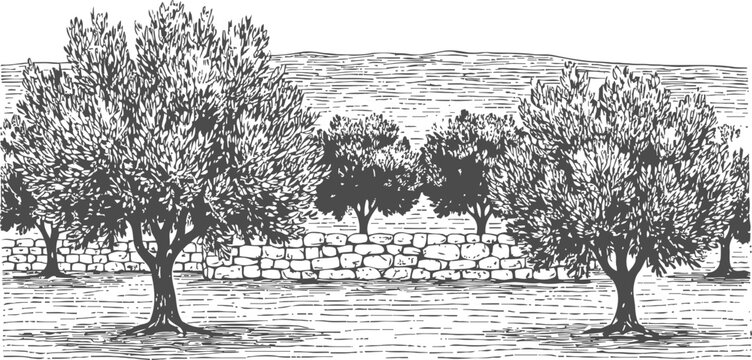 hand drawn olive trees with stone wall countryside landscape vintage engraving