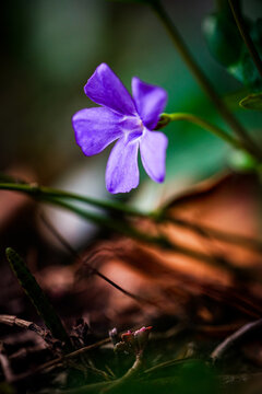 purple flower on green background