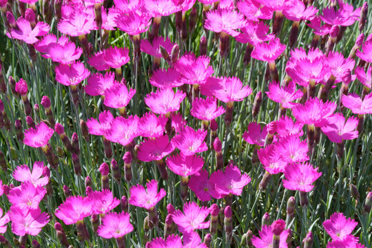 Vibrant pink dianthus flowers (cottage pinks) in full bloom. Close-up of beautiful garden flowers in springtime