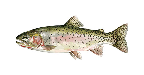 Naklejka premium Freshwater fish of the Far East - Pink salmon female, Isolated on a white background, drawings watercolor