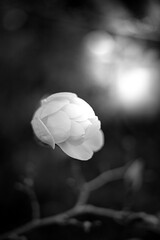 moon and clouds   magnolia's flower in black and white  © Karol