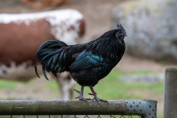 A black chicken stands tall on a wooden fence, showing its feathers. A cow grazes in the background. The setting is a farm with green grass under clear daylight © Jouni