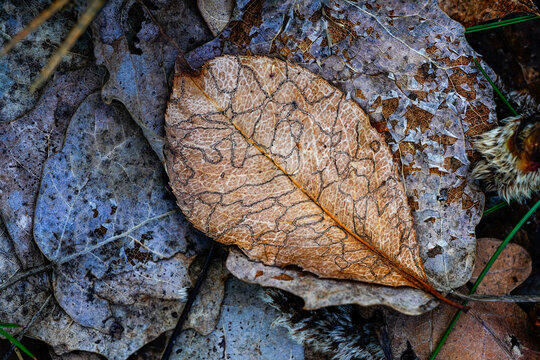 autumn leaf on tree