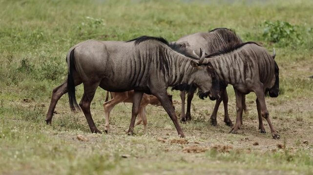 Small wildebeest family with a young calf standing together in the open African savanna, surrounded by dry grass and warm sunlight, capturing a peaceful wildlife moment in nature.