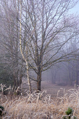 trees in the snow © Karol