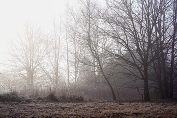 trees in the fog © Karol