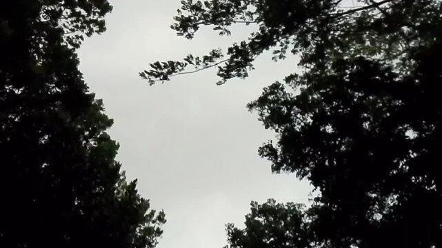 Overcast sky framed by silhouetted dark tree branches and foliage silhouette cloudy nature forest canopy