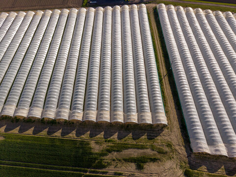 Aerial view of long rows of white polytunnels on a commercial farm under bright sunlight in Perth, Scotland, United Kingdom.