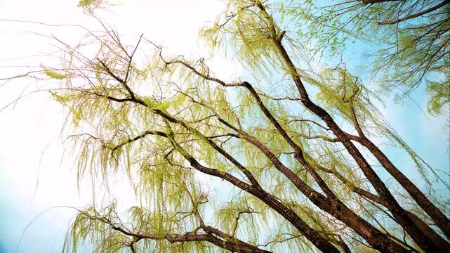 Willows swaying in the wind of spring.