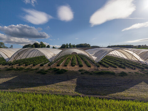 Aerial view of agricultural polytunnels covering crops in a rural field under a blue sky with clouds Perth, Scotland, United Kingdom.