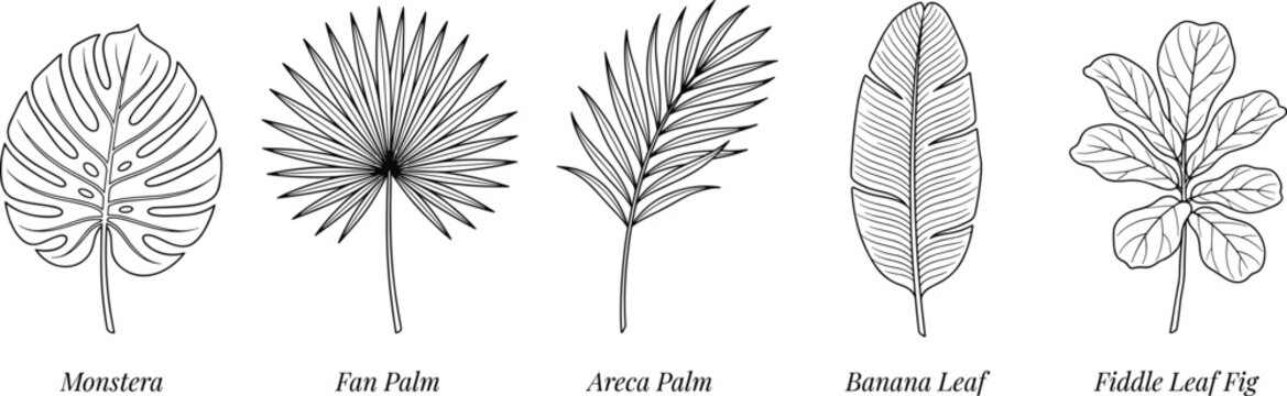Set of tropical leaf line art illustrations featuring monstera fan palm areca banana and fiddle leaf fig foliage for botanical home decor design graphics.