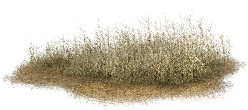 hedgehog in grass/High-resolution sharp texture of a dry grass clump isolated on a white background, perfect for architectural rendering foreground and landscape design.