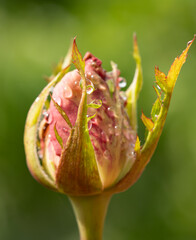 Obraz premium Pink rosebud with dew drops on green leaves