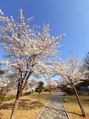 Fototapeta premium cherry blossom in spring