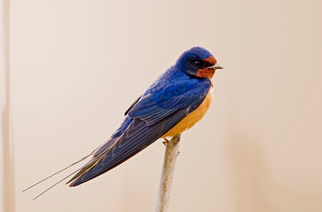 Obraz premium Barn Swallow, Hirundo rustica, perched on a reed