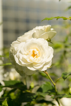 Wei&szlig;e Rosen