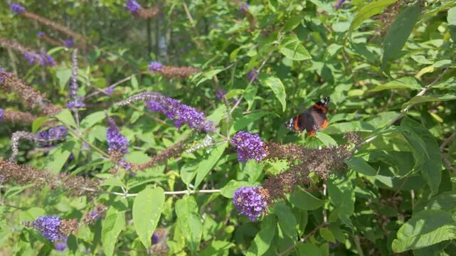 Red Admiral butterfly feeding on purple buddleia flowers and flying to another blossom on a sunny day.
