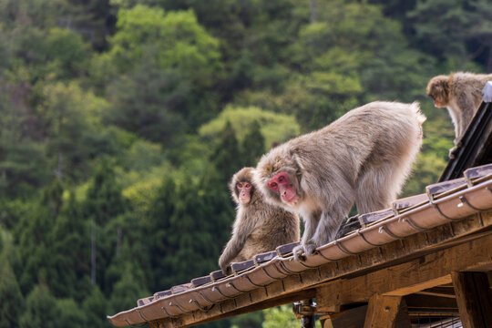 japanese macaques on roof in arashiyama monkey park
