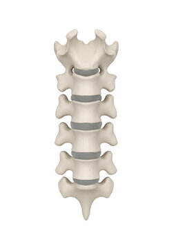 highly accurate 3d medical illustration of a single human c5 cervical vertebra, highlighting the bifid spinous process on a transparent background with ample copy space. concept for anatomical