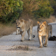 Fototapeta premium Two lionesses with two cubs are approaching on the road.