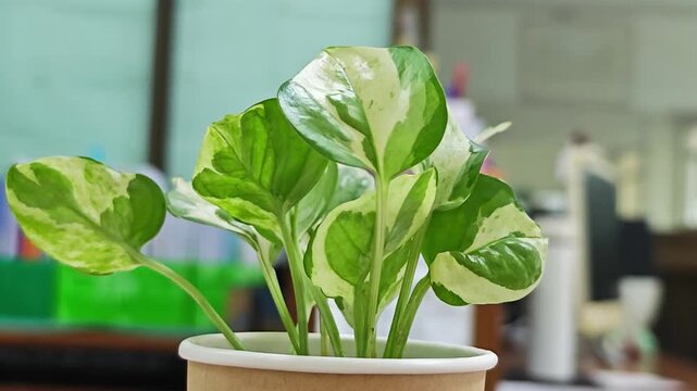Close up of a variegated pothos plant on an office desk.