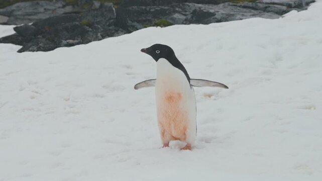 Ad&eacute;lie Penguin (Pygoscelis adeliae), Species Native To The Antarctic Coastline. Static Shot