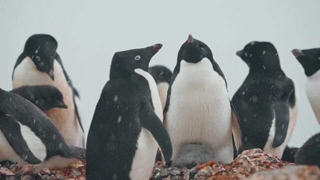 Heavy Snowfall With A Colony Of Ad&eacute;lie Penguins In Antarctica. Close-up Shot