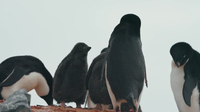 Adelie Penguin (Pygoscelis adeliae) Standing On The Antarctic Ice. Static Shot