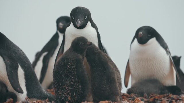Ad&eacute;lie Penguins With Young Babies During Snowfall In The Rocky Antarctic. Close-up Shot