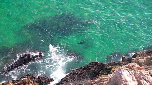 Frisky Cape fur seal swim and lunge out of clear seawater at Robberg reserve