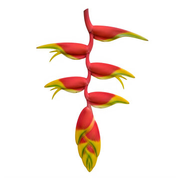 Vibrant red and yellow Heliconia flower isolated on transparent background