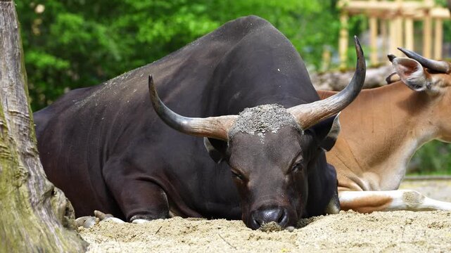 Banteng, Bos javanicus or Red Bull. It is a type of wild cattle But there are key characteristics that are different from cattle and bison: a white band bottom in both males and females.