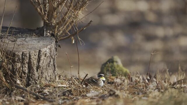 Yellow-throated Bunting Sunbathing on Forest Floor in Winter 4K HDR