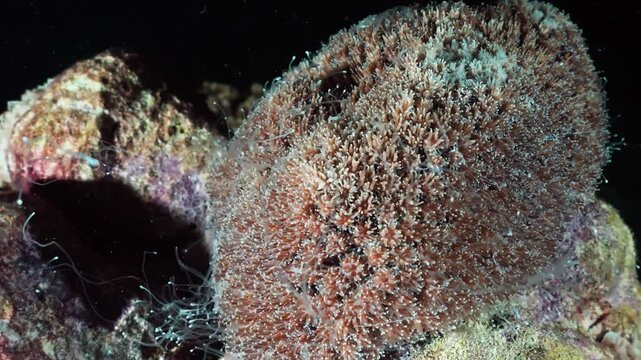 Underwater macro footage of colorful coral reef polyps active during a night dive