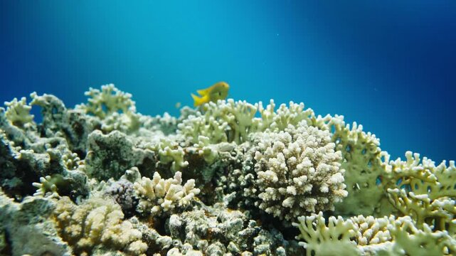Colorful yellow damselfish swimming over hard corals reef under the tropical blue sea, marine life background