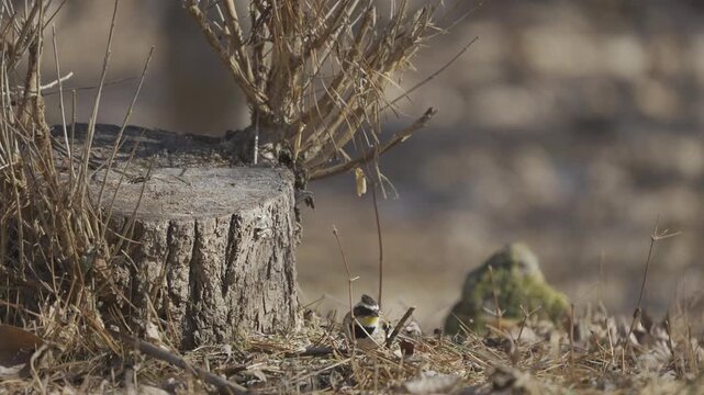 Yellow-throated Bunting Catching Small Insect by Tree Stump 4K HDR