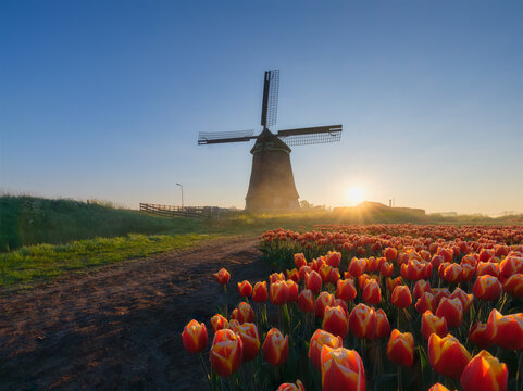 Windmill and tulips in the Netherlands. Misty morining. Field with tulips during blooming time. Historical buildings in the Netherlands. Postcards, background, design. Landscape during sunrise.
