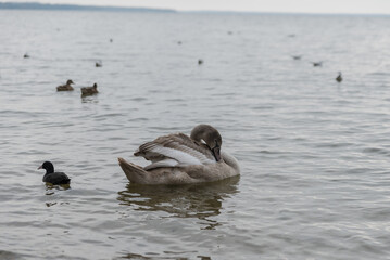 Fototapeta premium A young gray swan rests on the water's surface. A small black duck swims nearby. Several ducks are visible in the background, creating a serene lake scene.