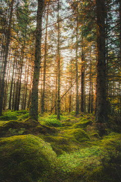 Last Light at the magical woodland of Bakethin Nature Reserve, Kielder Forest, Northumberland May 2026