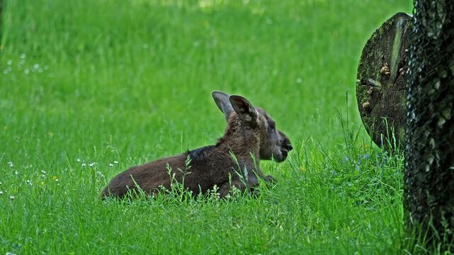 Baby of moose or elk, Alces alces is the largest extant species in the deer family. Moose are distinguished by the broad, flat, or palmate antlers of the males.