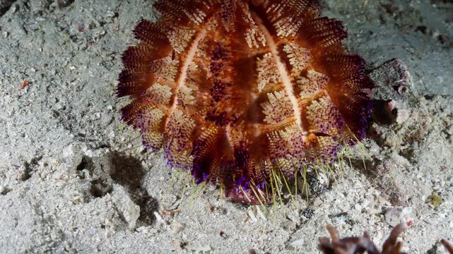 Vibrant venomous Fire Sea Urchin (Asthenosoma varium) moving across the sandy ocean floor during a night dive
