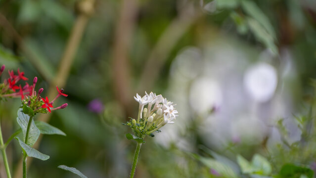 Close up shot of beautiful white pentas flowers blooming with soft green bokeh background and red buds in the garden